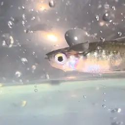 Australian Blue-eye, photo 6