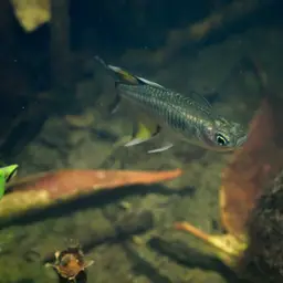 Australian Blue-eye, photo 9