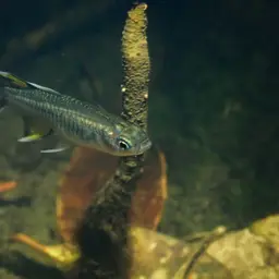 Australian Blue-eye, photo 10