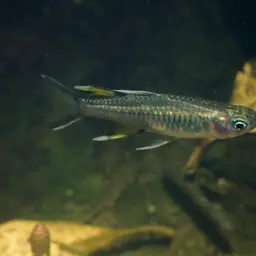 Australian Blue-eye, photo 11