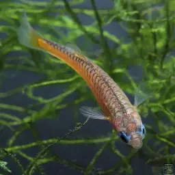 Red Orange Neon, photo 8
