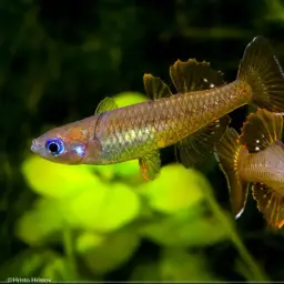 Delicate Blue-eye, photo 2