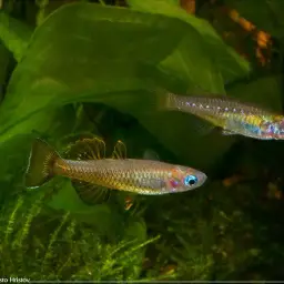Delicate Blue-eye, photo 3