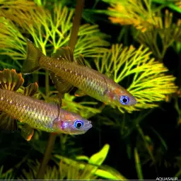 Delicate Blue-eye, photo 4