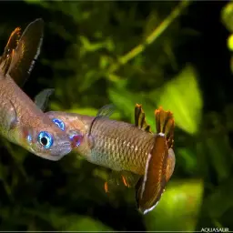 Delicate Blue-eye, photo 5