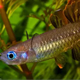 Delicate Blue-eye, photo 6