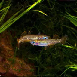 Delicate Blue-eye, photo 7