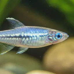 Delicate Blue-eye