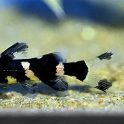 Bumble Bee Catfish