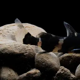 Bumble Bee Catfish, photo 2