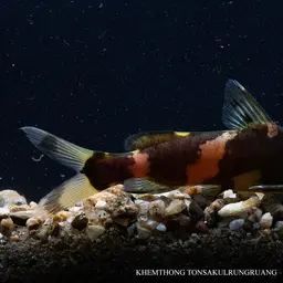 Bumble Bee Catfish, photo 3