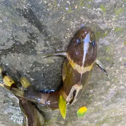 Bumble Bee Catfish, photo 4