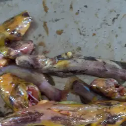 Bumble Bee Catfish, photo 5