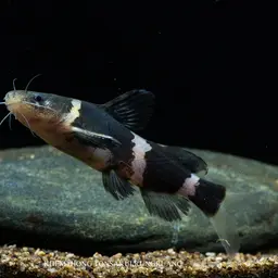 Bumble Bee Catfish, photo 6