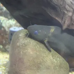 Bumble Bee Catfish, photo 7
