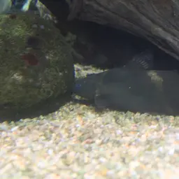 Bumble Bee Catfish, photo 8