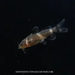 Bumble Bee Catfish, photo 9