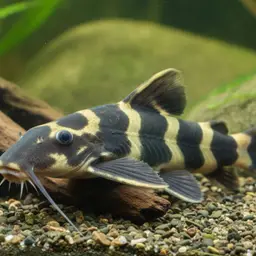 Bumble Bee Catfish, photo 10