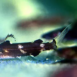 Asian Bumblebee Catfish