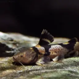 Bumblebee Catfish, photo 2