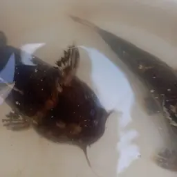 Bumblebee Catfish, photo 3