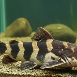 Bumblebee Catfish