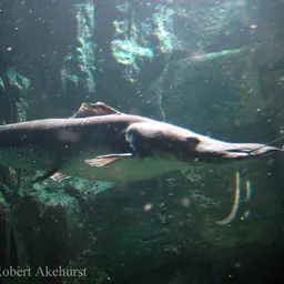 Tiger Shovelnose, photo 1