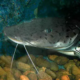 Tiger Shovelnose, photo 2