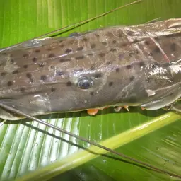 Tiger Shovelnose, photo 4