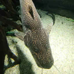 Tiger Shovelnose, photo 5