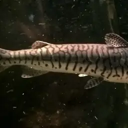 Tiger Shovelnose, photo 6