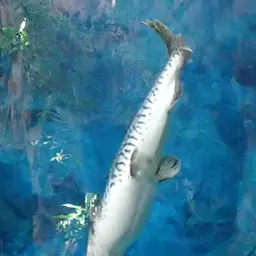 Tiger Shovelnose, photo 7