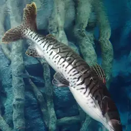 Tiger Shovelnose, photo 9
