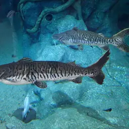 Tiger Shovelnose, photo 10