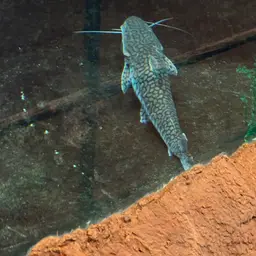 Tiger Shovelnose, photo 11