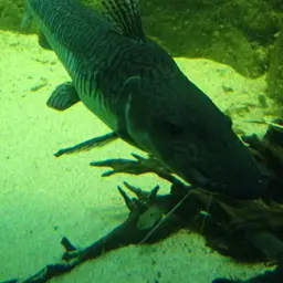 Tiger Shovelnose, photo 12