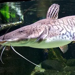 Tiger Catfish, photo 1