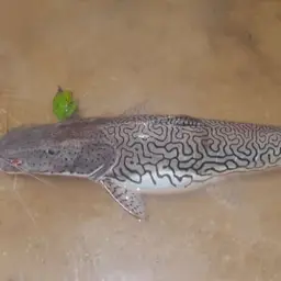 Tiger Catfish, photo 2