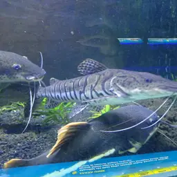 Tiger Catfish, photo 3