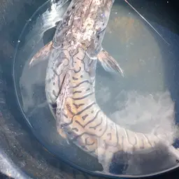 Tiger Catfish, photo 4