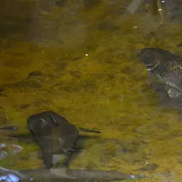 Tiger Catfish, photo 6
