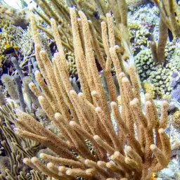 Flagellate False Plexaura, photo 1