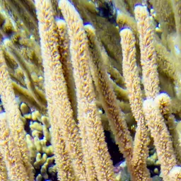 Flagellate False Plexaura, photo 2