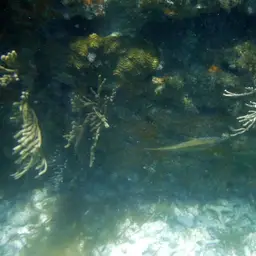 Flagellate False Plexaura, photo 3