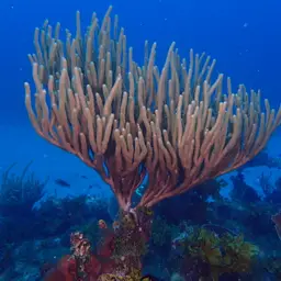 Flagellate False Plexaura, photo 4
