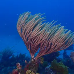 Flagellate False Plexaura, photo 5