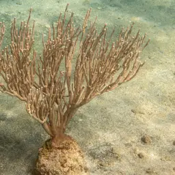 Flagellate False Plexaura, photo 6