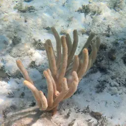 Flagellate False Plexaura, photo 7