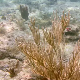 Flagellate False Plexaura, photo 8
