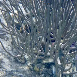 Flagellate False Plexaura, photo 9